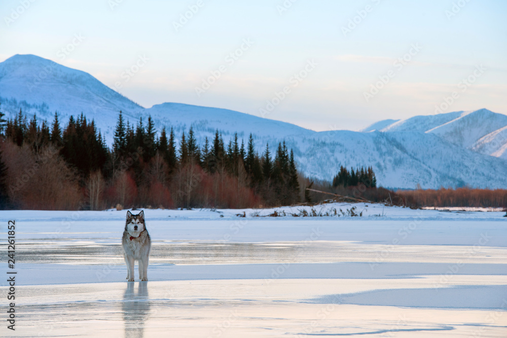 Malamute dog walking on frozen lake. Winter walk and game with dog. Winter landscape on the snowy mountains and the frozen lake in Yakutia, Siberia. Reflections in the frozen lake at morning.