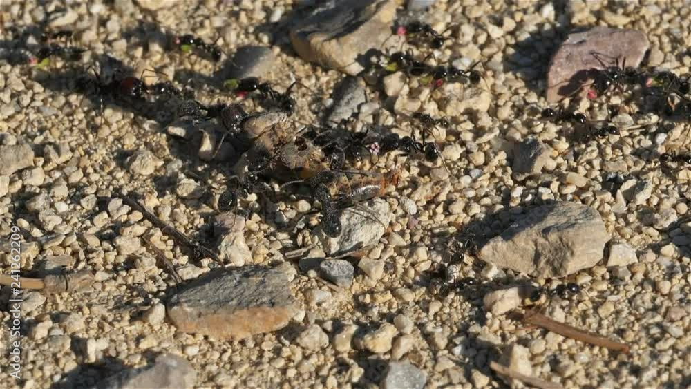 Ants on the ground, in southern France Ants on the ground, in southern France