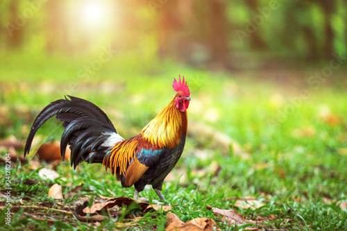 A beautiful male rooster walking in the forest on nature background