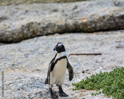 African Penguin Standing