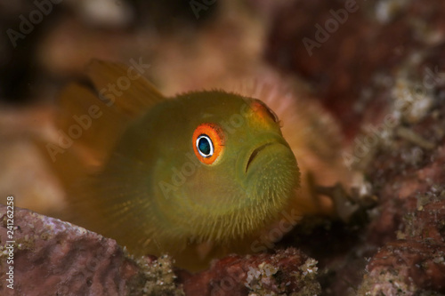 Emerald coral goby (Paragobiodon xanthosoma). Picture was taken near Island Bangka in North Sulawesi, Indonesia photo