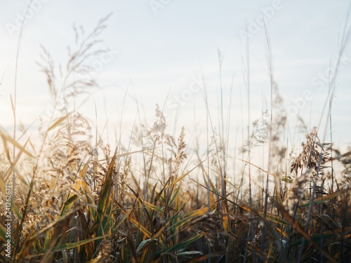 Sunrising across a field of wheat