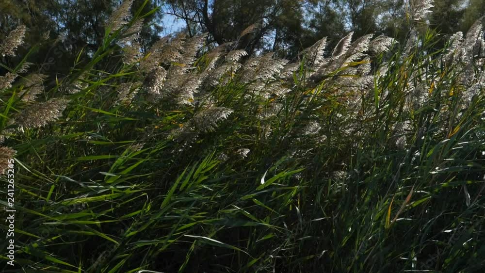 Wind blowing through reeds. Wind blowing through reeds.