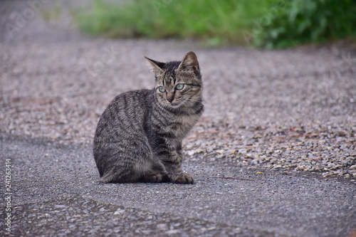 野良猫～Stray cats.