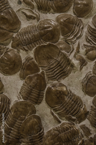 Picture of an extint trilobite photo