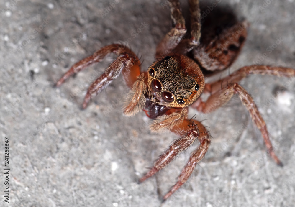Macro Photo of Jumping Spider Isolated on The Wall Macro Photo of Jumping Spider Isolated on The Wall