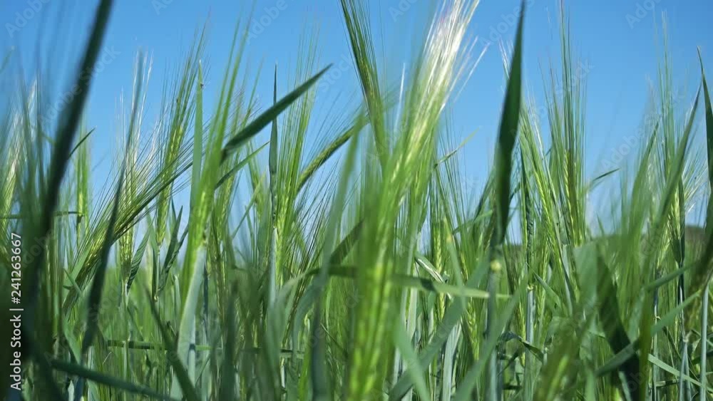 Concept of bread and agriculture. Barley crop sways on field against blue sky. Concept of bread and agriculture. Barley crop sways on field against blue sky.
