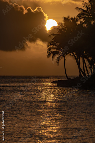 Tropical Sunset with Palm Trees in Silhouette