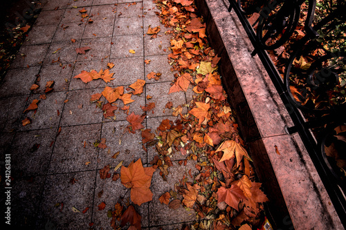 autumn leaves on a stone path