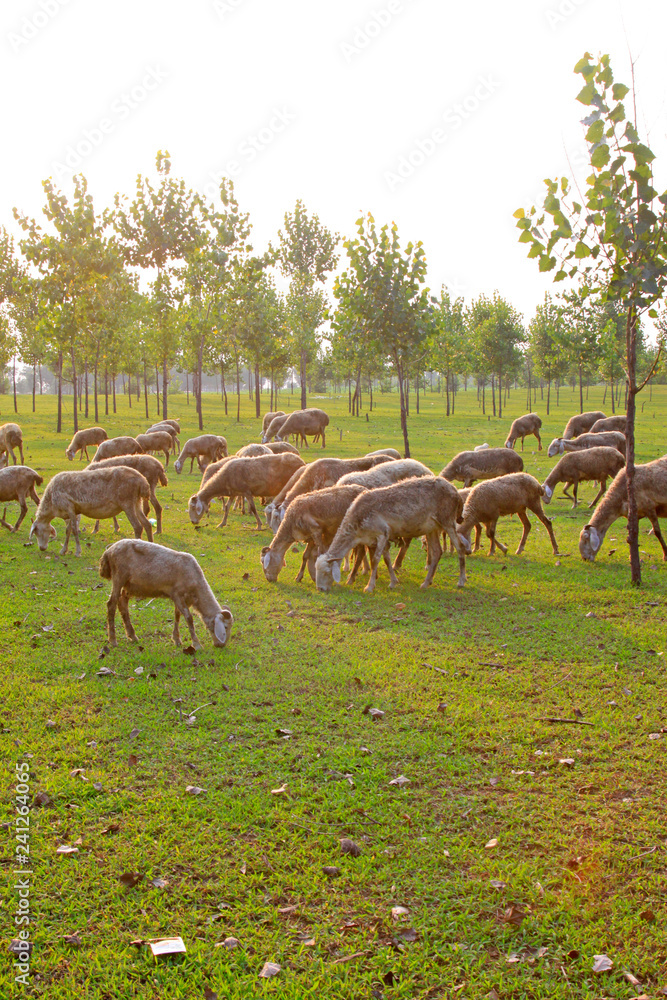 sheep in the forest sheep in the forest