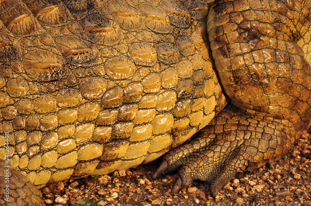 Fototapeta premium Crocodile Skin 
