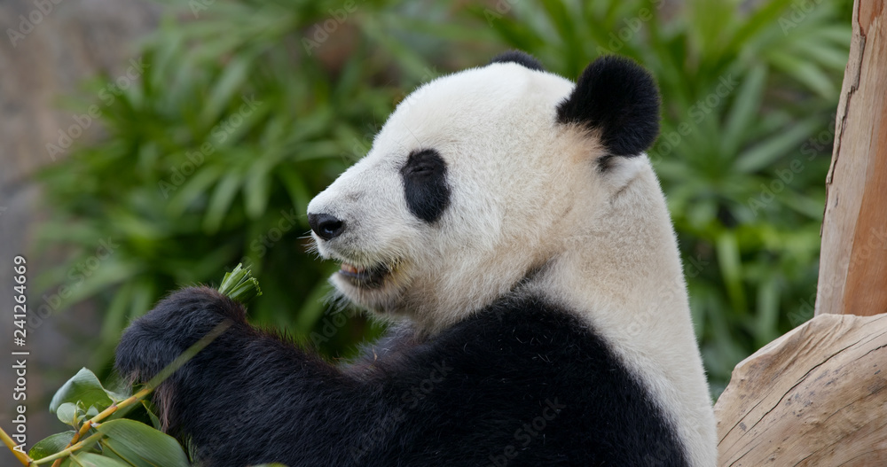 Fototapeta premium Panda eat green bamboo