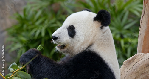 Fototapeta Naklejka Na Ścianę i Meble -  Panda eat green bamboo
