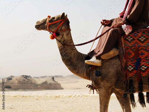 Camel driver in the desert of Sahara, Egypt photo