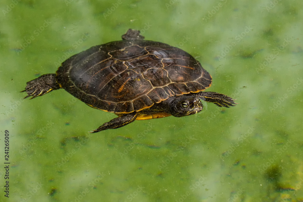Obraz premium Wasser Schildkröten