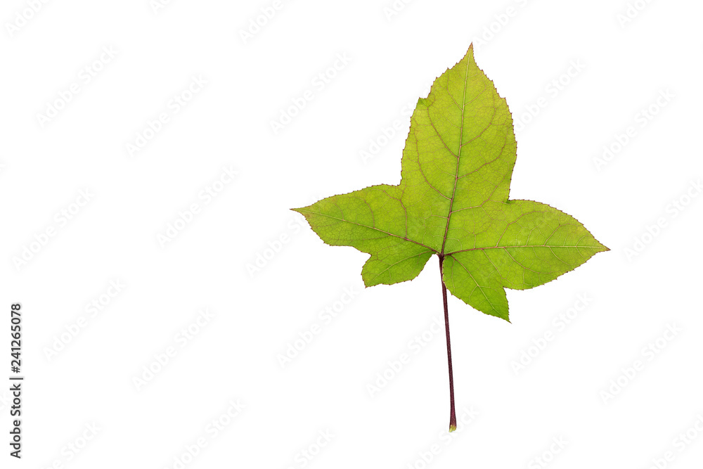 Fototapeta premium Maple leaf on white background