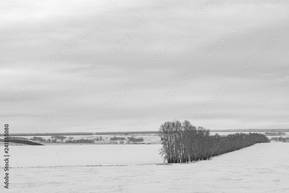 Fototapeta premium picturesque view of snow-covered forest on field at winter day 