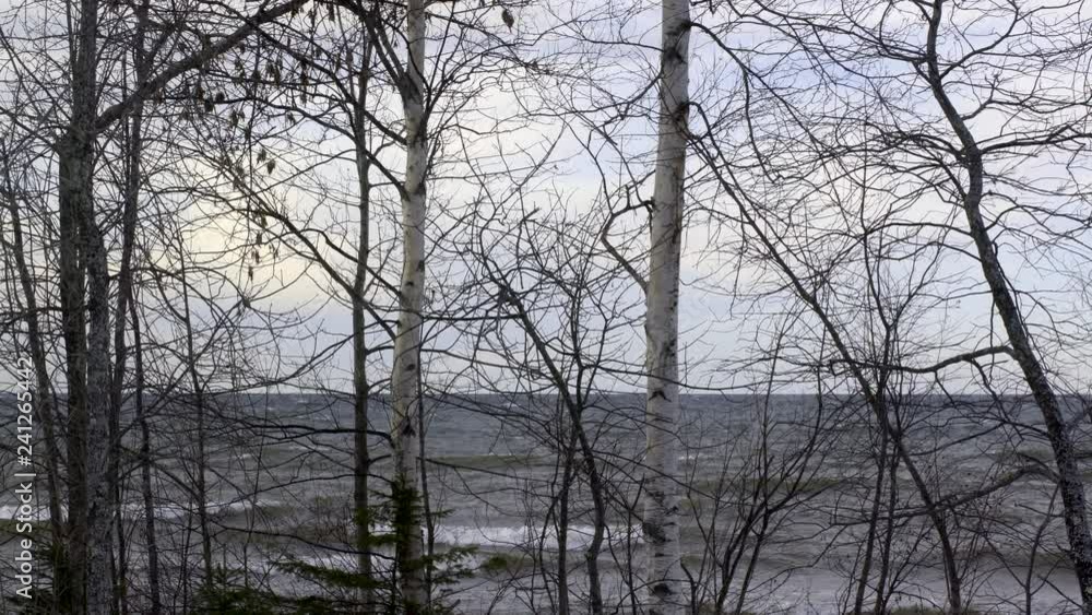 Focus on winter trees on shoreline with fresh-water waves breaking on Lake Superior in background, Upper Peninsula, Michigan. 4K UHD Focus on winter trees on shoreline with fresh-water waves breaking on Lake Superior in background, Upper Peninsula, Michigan. 4K UHD