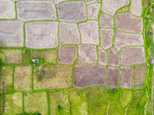 Vertical view of Rice Paddy Fields in various stages of growth