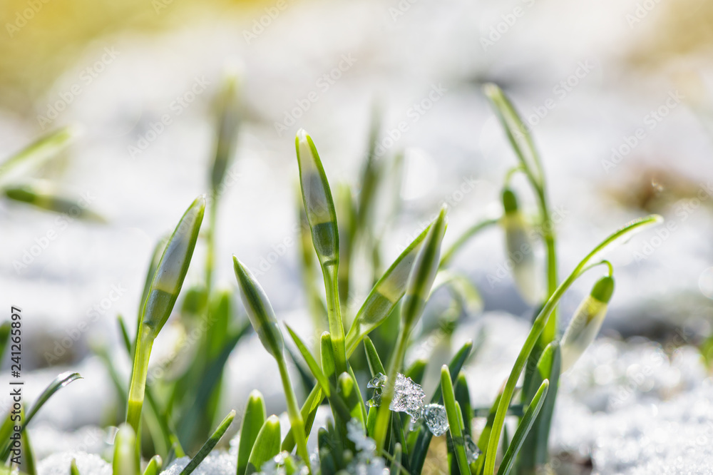 Spring snowdrops flower in snow. Bright natural background with sunny reflection. Spring snowdrops flower in snow. Bright natural background with sunny reflection.