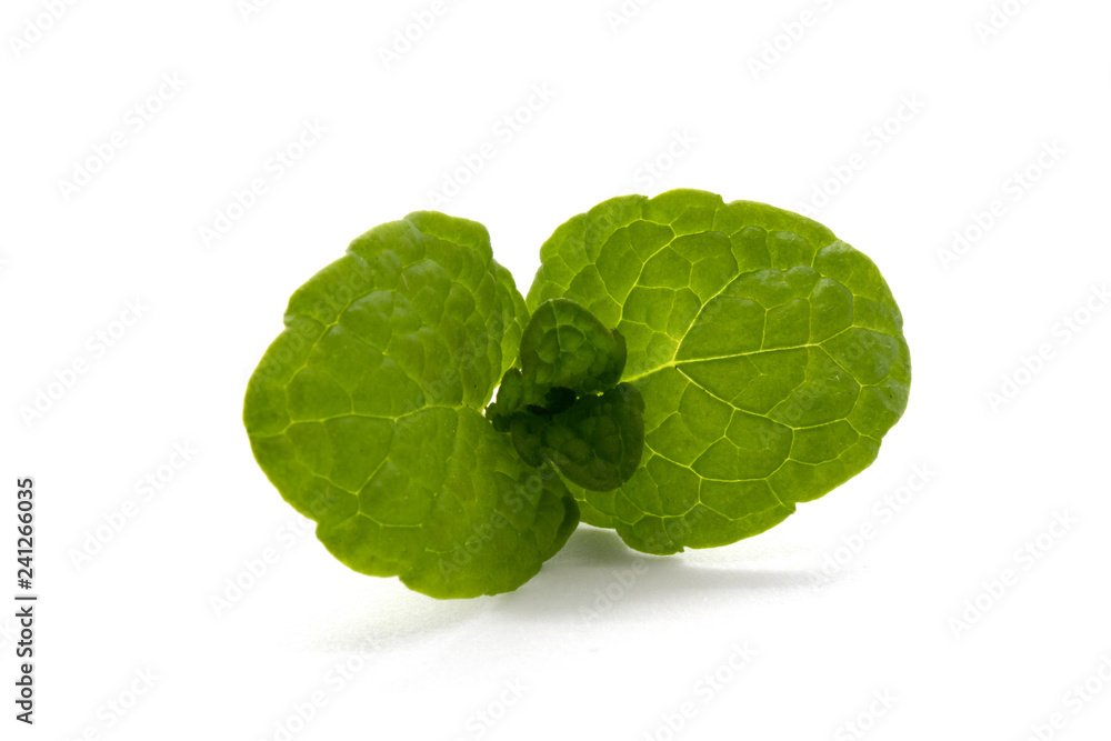 fresh mint leaves on a white background fresh mint leaves on a white background