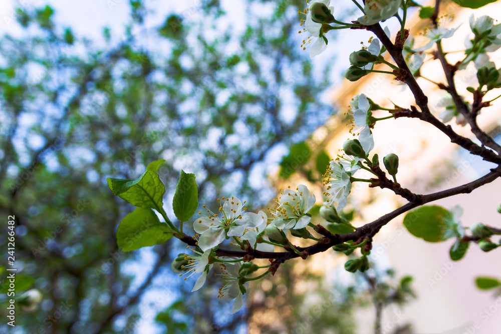Sprigs of plums with flowers on a natural background. Sprigs of plums with flowers on a natural background.