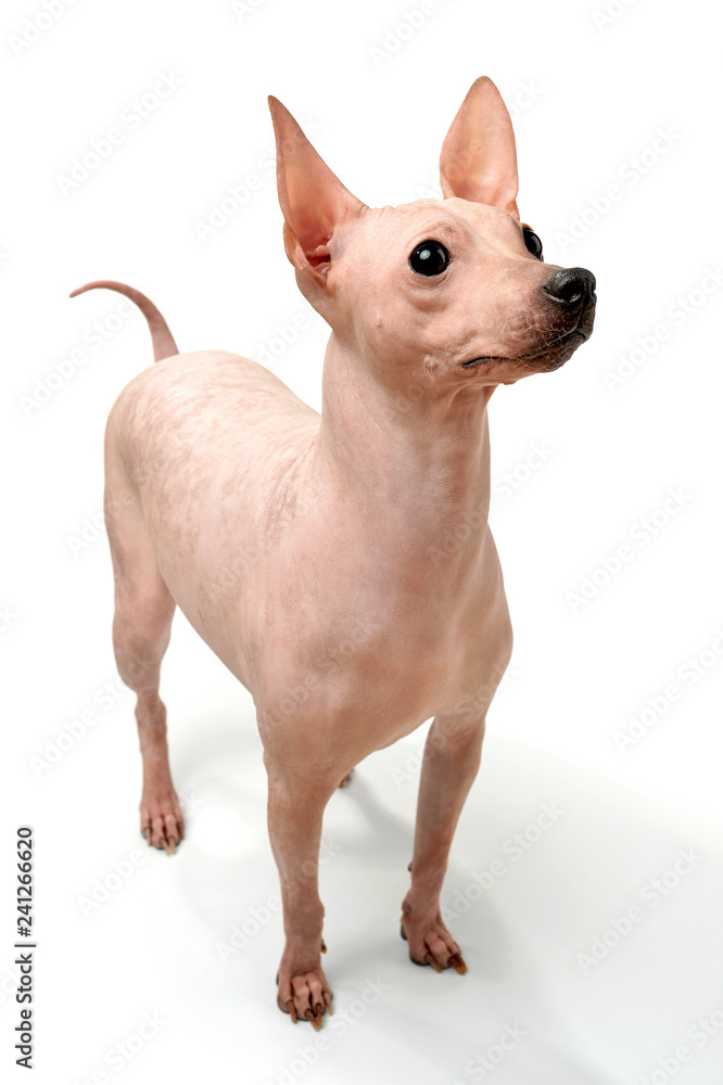 American Hairless Terrier dog  close-up standing on white background
