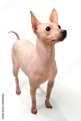 American Hairless Terrier dog close-up standing on white background 