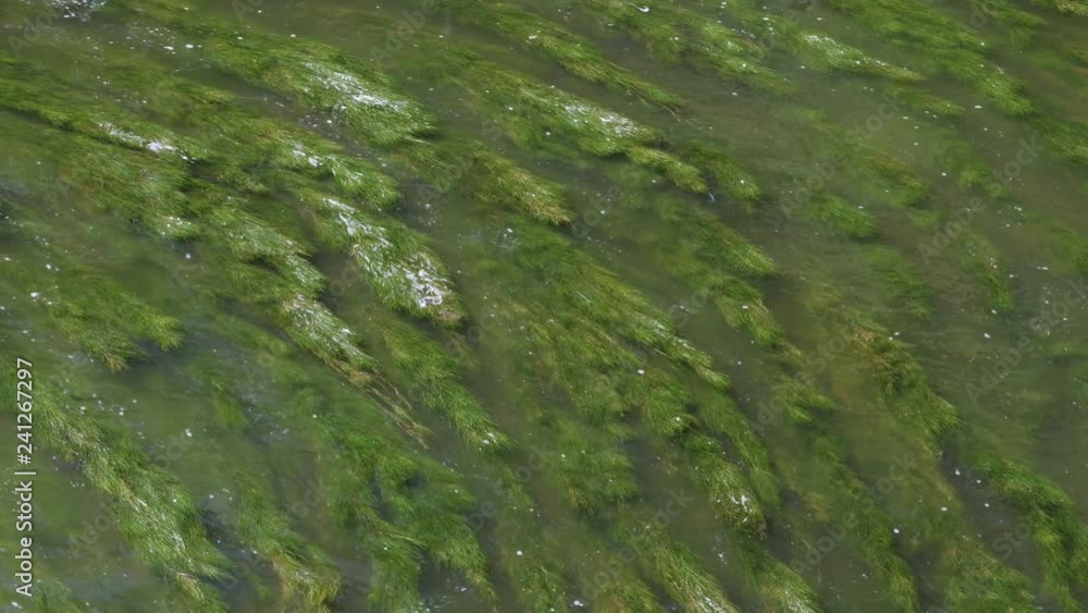 Green grassy river algae moving in transparent water Green grassy river algae moving in transparent water