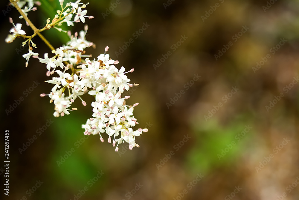 Small wax chrysanthemum / Oleaceae genus white small flower / spring and summer dreamy fantasy background Small wax chrysanthemum / Oleaceae genus white small flower / spring and summer dreamy fantasy background
