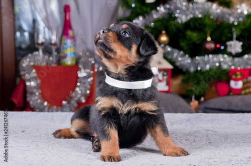 Sticker Rottweiler szczenię w sylwestrowej scenerii