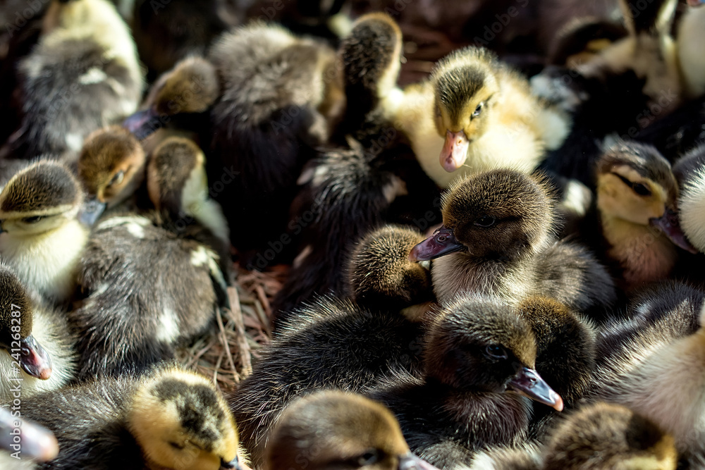 Fototapeta premium Newborn duckling