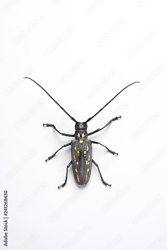 Cloud spotted beetle Cloud spotted beetle