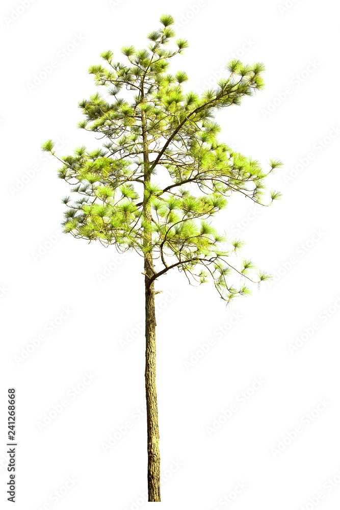 Obraz premium isolated pine tree on a white background.