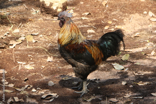 Phu Phan Black Chicken in Thailand