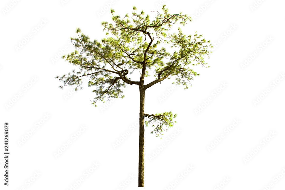 isolated pine tree on a white background. isolated pine tree on a white background.