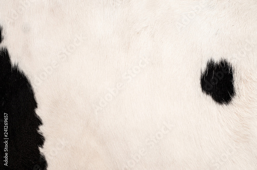 Cow skin texture and pattern