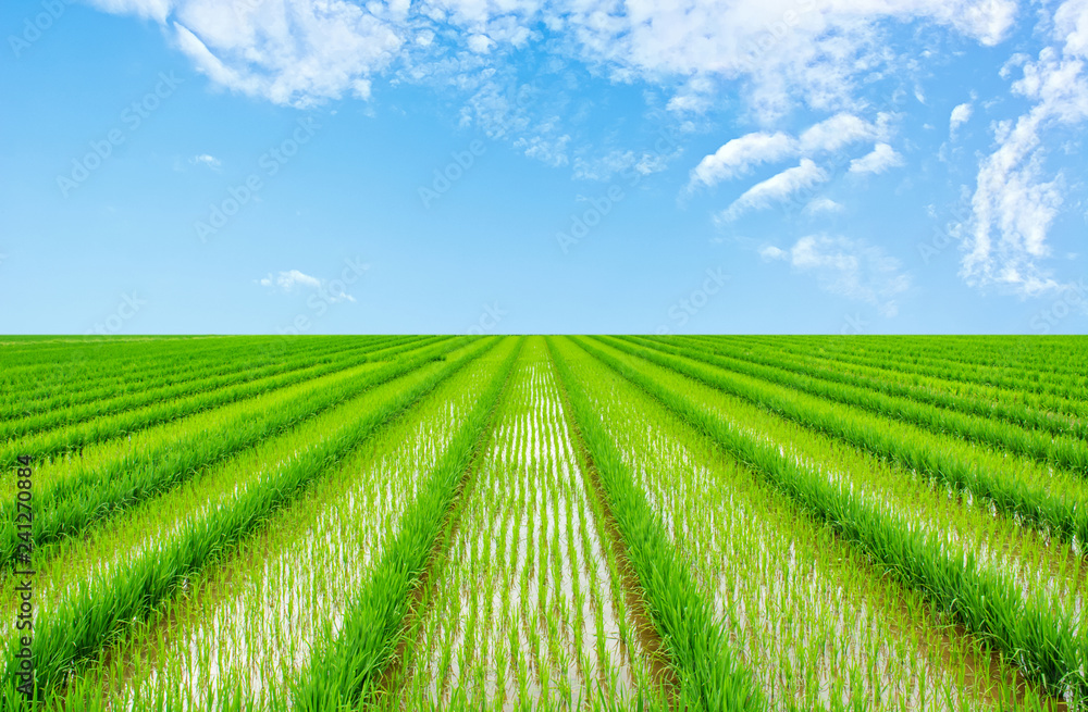 Chinese rural paddy field / agricultural planting background