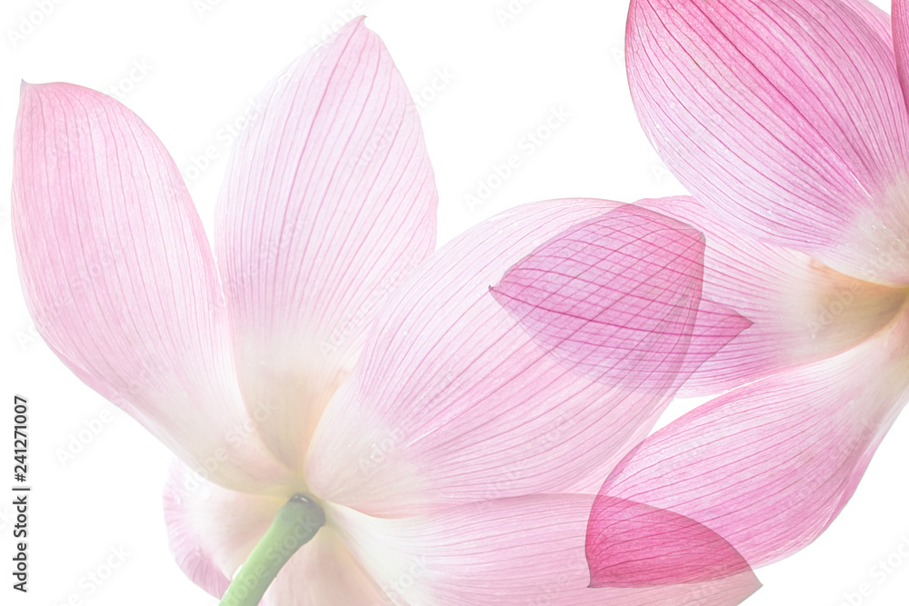 Lotus on white background