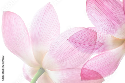 Fototapeta Naklejka Na Ścianę i Meble -  Lotus on white background