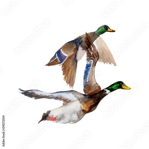 Duck Watercolor Painting ,Print Wall Art ,Hand painted. Duck Illustration isolated on white background.