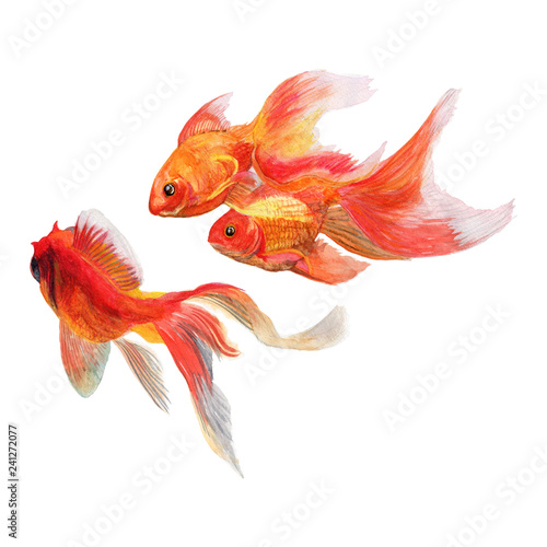 Carp koi fish Watercolor Painting ,Print Wall Art ,Hand painted. Golden fish Illustration isolated on white background.