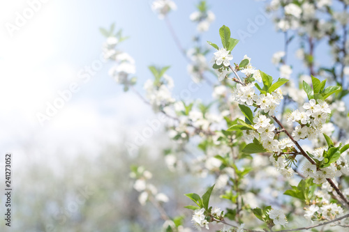 Flowering branch of cherry against the background of blue sky in the sunlight. Beautiful gentle spring background. Selective focus, copy space.