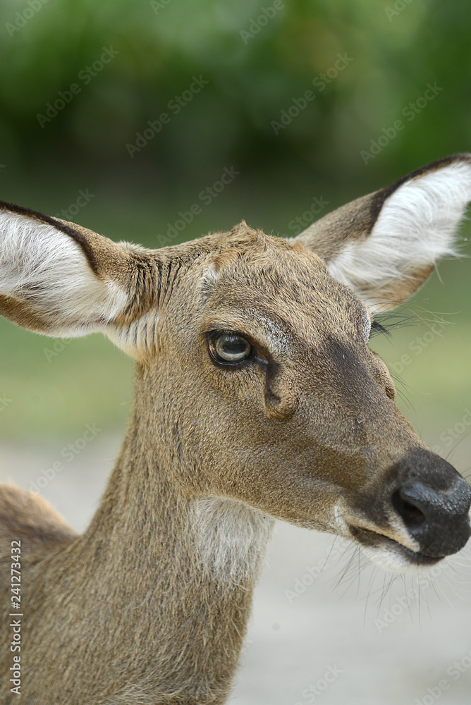 Rehbock in thailändischem Zoo, Deer
