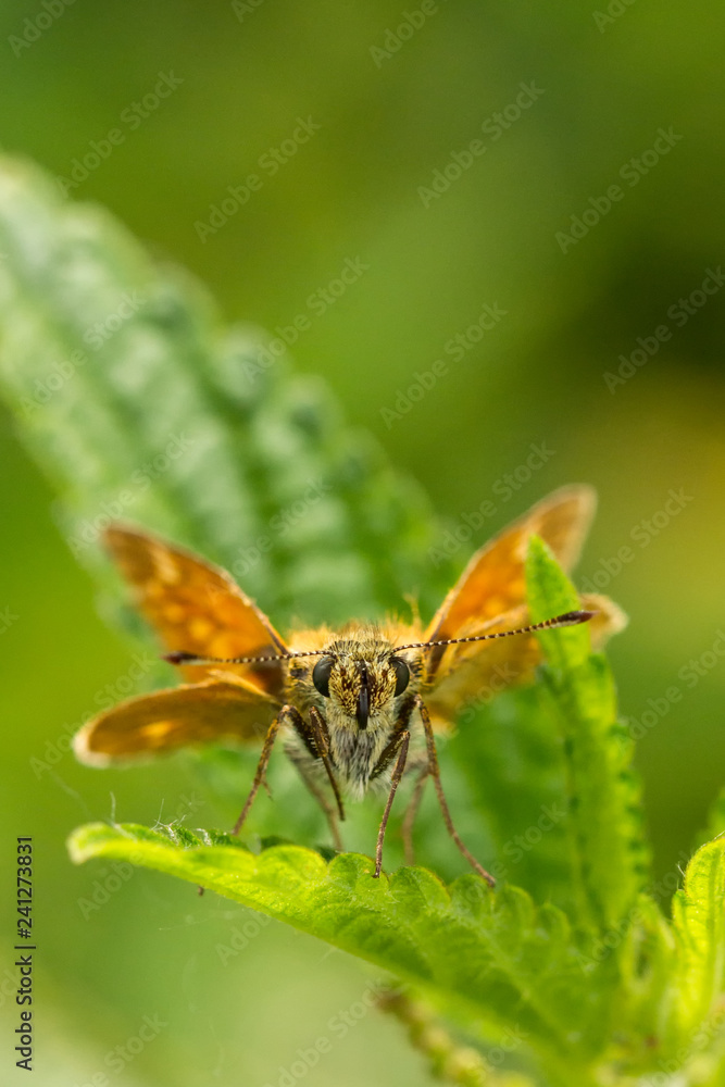 Fototapeta premium Rostfarbener Dickkopffalter