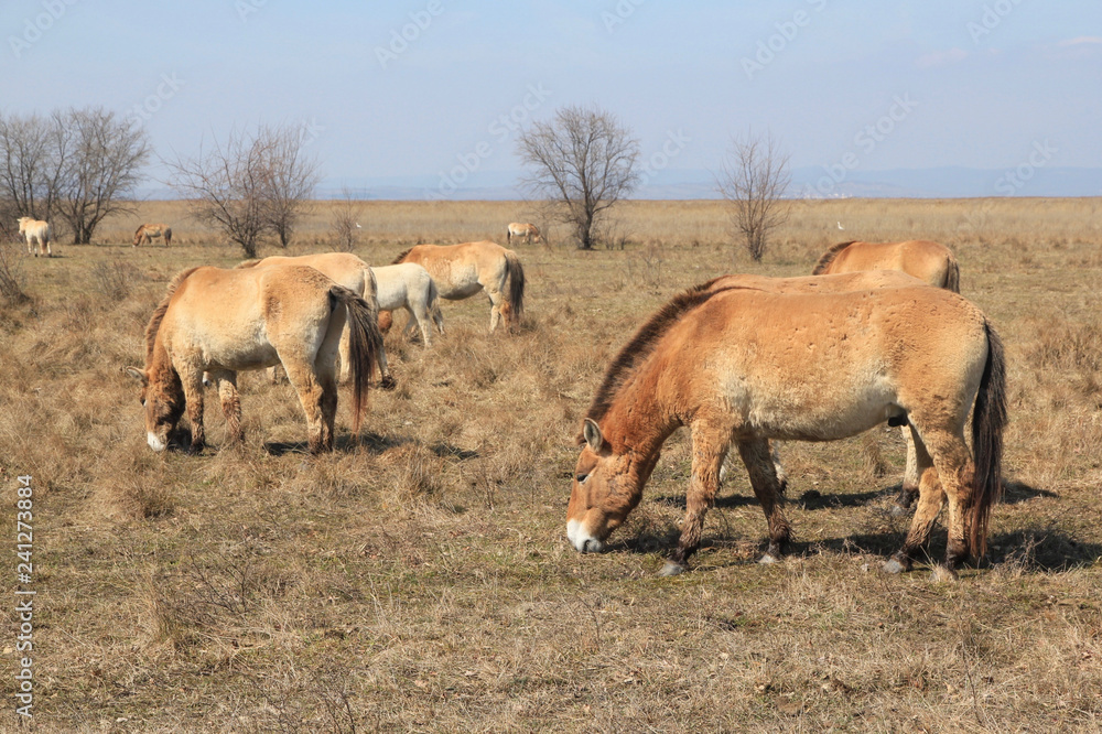 Neusiedlersee Przewalski Pferde Neusiedlersee Przewalski Pferde
