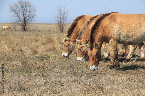 Neusiedlersee Przewalski Pferde