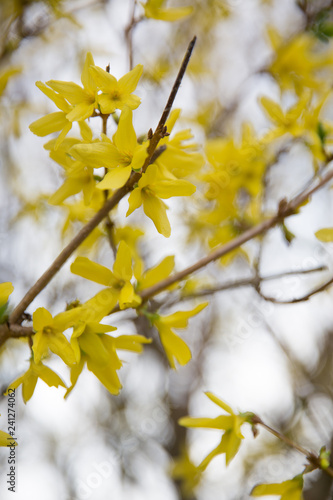 A macro shot of the yellow blooms of a forsythia bush