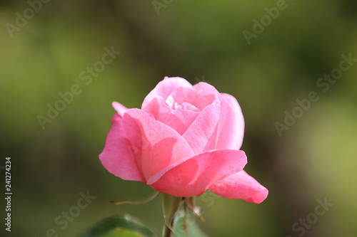 Wallpaper Mural fotos de plantas y flores varias naturaleza  Torontodigital.ca