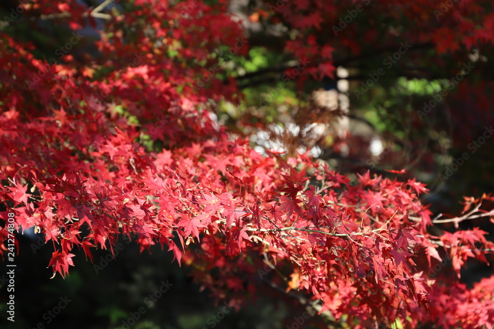 紅葉 紅葉